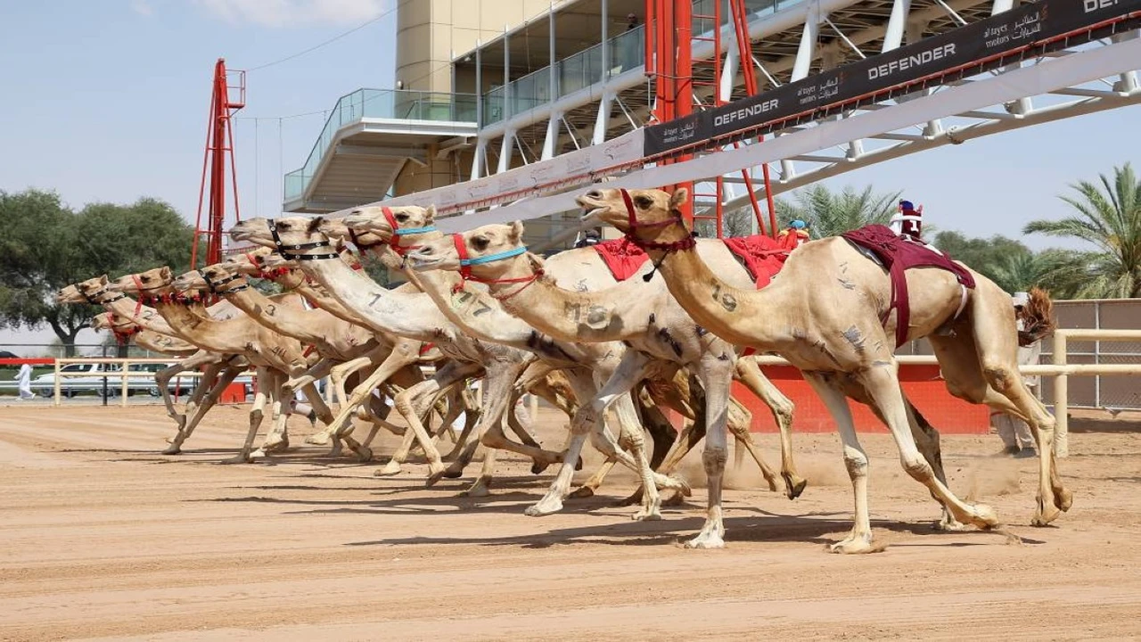 أرقام قياسية ومشاركات واسعة في ختام مهرجان المرموم لسباقات الهجن 2026
